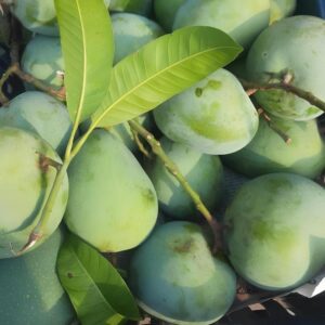 Himsagar - হিমসাগর