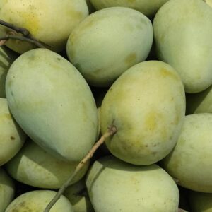 Surma Fazli - সুরমা ফজলি